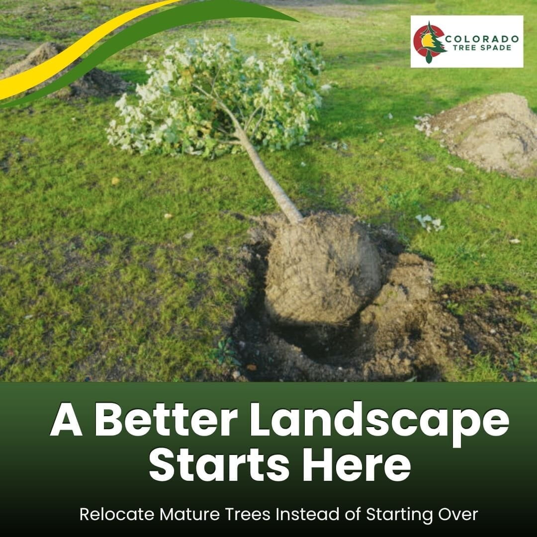 How Tree Transplanting Adds Value to Landscaping Projects 